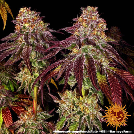 Mimosa Evo Hanfsteckling - Hochwertige Cannabis Stecklinge für Indoor und Outdoor Anbau - MR Weed1