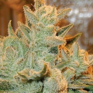 Super Orange Glue Hanfsteckling - Hochwertige Cannabis Stecklinge für Indoor und Outdoor Anbau - MR Weed1