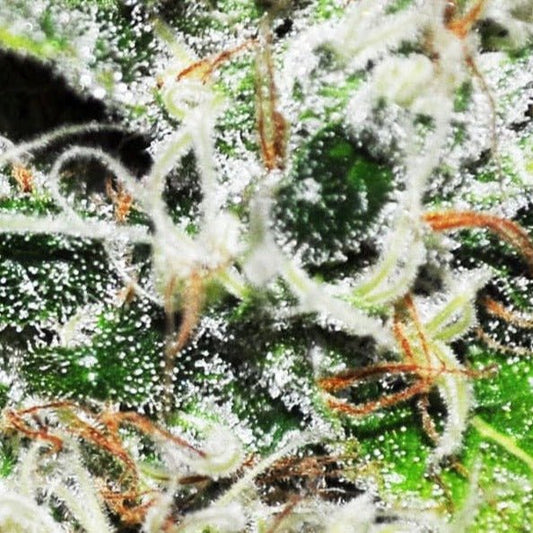 Wappa Hanfsteckling - Hochwertige Cannabis Stecklinge für Indoor Anbau - MR Weed1