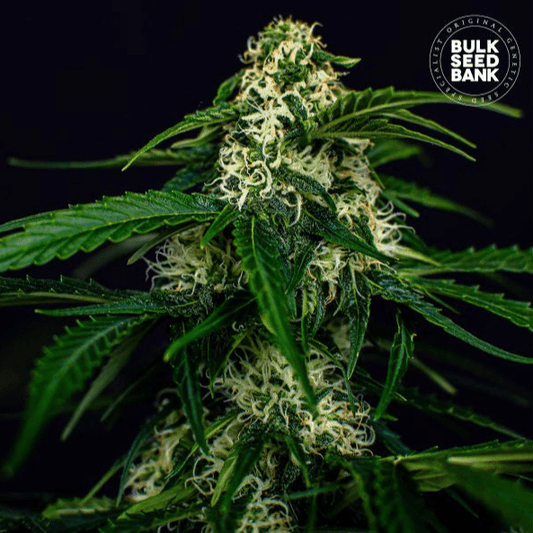 Watermelon Jam - Hanfsteckling aus fem. Saatgut - Hochwertige Cannabis Stecklinge für Indoor und Outdoor Anbau - MR Weed1