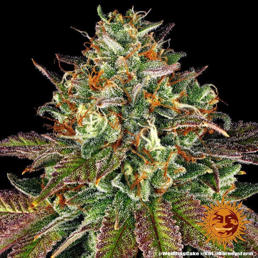 Wedding Cake Hanfsteckling - MR Weed1