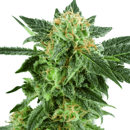 White Label Snow Ryder AUTO Seeds 10er - Premium Hanfsamen - MR Weed1