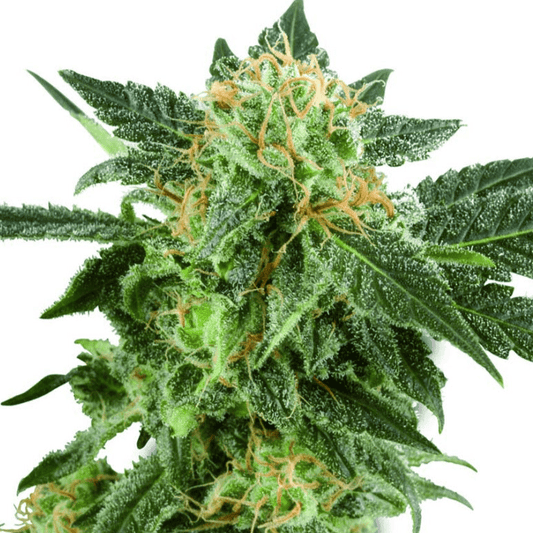 White Label Snow Ryder AUTO Seeds 5er - Premium Hanfsamen perfekt für Indoor Anbau - MR Weed1