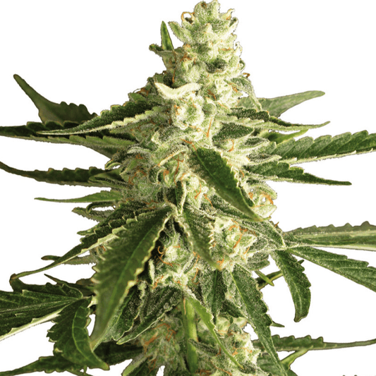 White Label White Diesel Haze AUTO Seeds 10er - Premium Hanfsamen perfekt für indoor und outdoor Anbau - MR Weed1