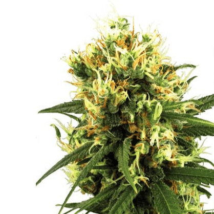 White Label White Haze AUTO Seeds 10er - Premium Hanfsamen - MR Weed1