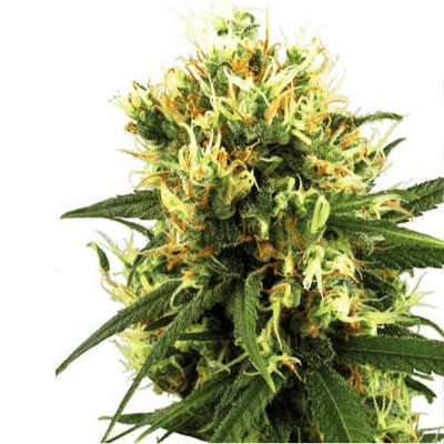 White Label White Haze AUTO Seeds 5er - Premium Hanfsamen - MR Weed1