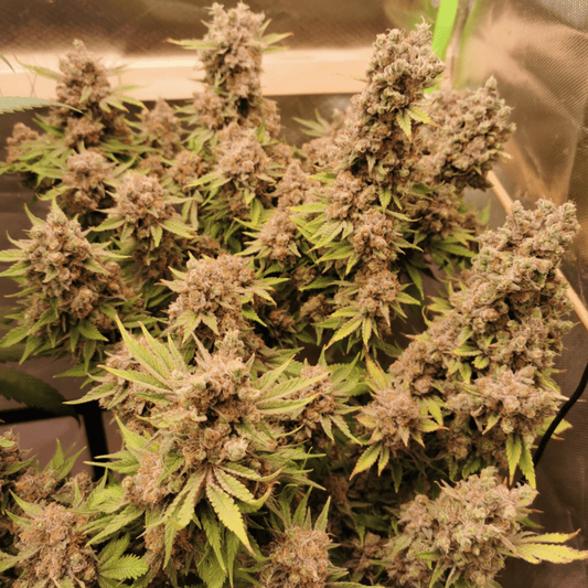 White Satin Hanfsteckling - Hochwertige Cannabis Stecklinge für Indoor und Outdoor Anbau - MR Weed1